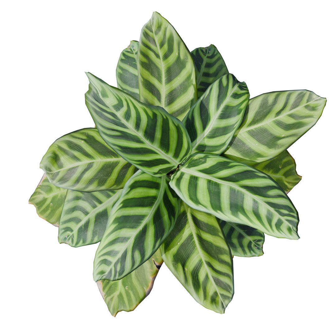 3D Calathea Zebrina or Zebra plant https://p.turbosquid.com/ts-thumb/gE/HaXuFv/dP/3/png/1781261155/1920x1080/fit_q87/f73b377ed7e781cb7b84ba5781ea183163544d24/3.jpg