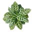 Calathea Zebrina or Zebra plant