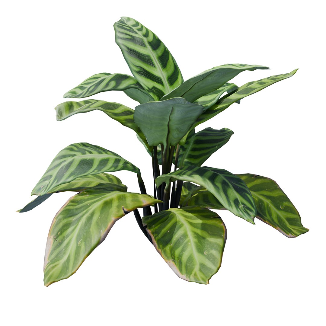 3D Calathea Zebrina or Zebra plant https://p.turbosquid.com/ts-thumb/gE/HaXuFv/oT/2/png/1781261154/1920x1080/fit_q87/bea430521c92d16fcb331d1c093b8bd15b7ad4fa/2.jpg