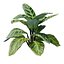 Calathea Zebrina or Zebra plant