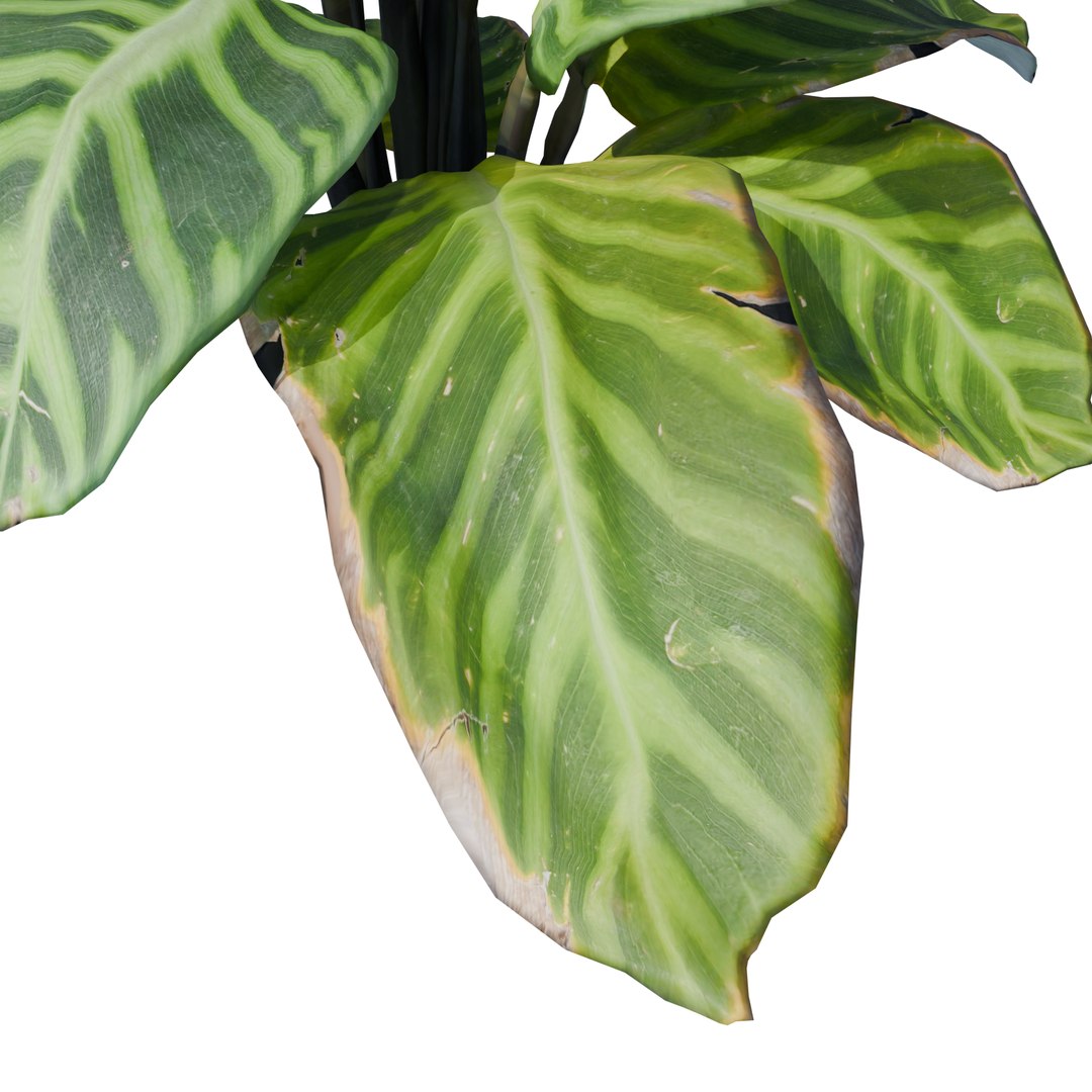 3D Calathea Zebrina or Zebra plant https://p.turbosquid.com/ts-thumb/gE/HaXuFv/r3/4/png/1781261156/1920x1080/fit_q87/c905b8c70a851e32298702522958d6b43c545133/4.jpg