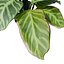 Calathea Zebrina or Zebra plant