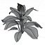 Calathea Zebrina or Zebra plant