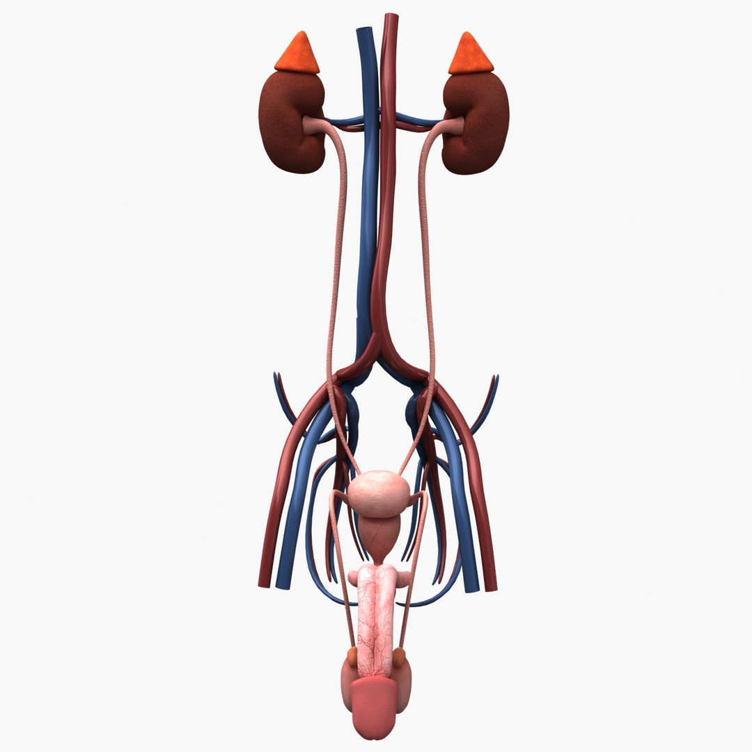 3d Model Dugm01 Male Urinary Reproductive