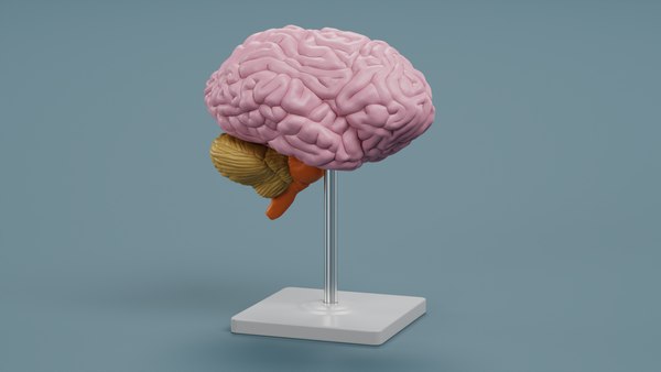 modelo 3d Colección de modelos cerebrales - TurboSquid 2025129