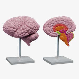 3D Brain Models