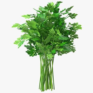 Parsley Bunch