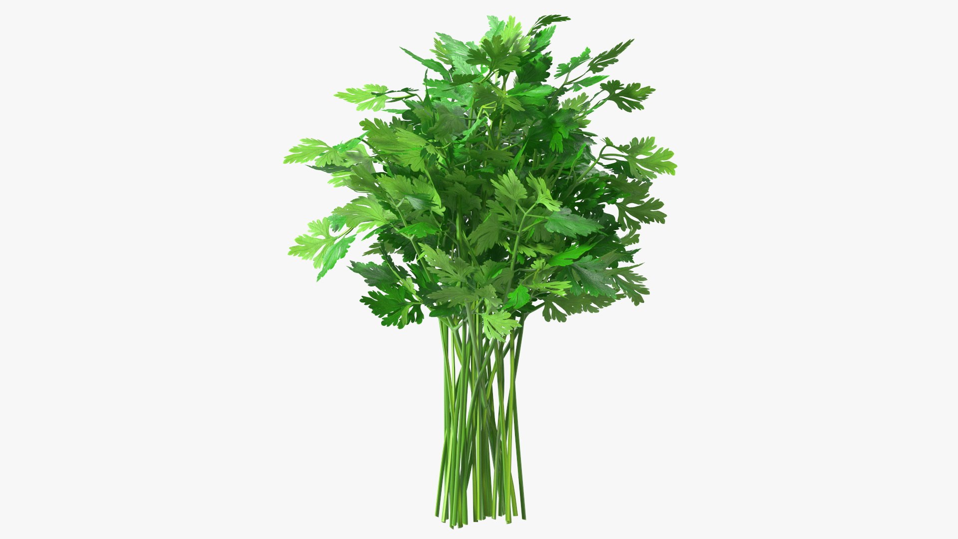 Parsley Bunch 3D model preview