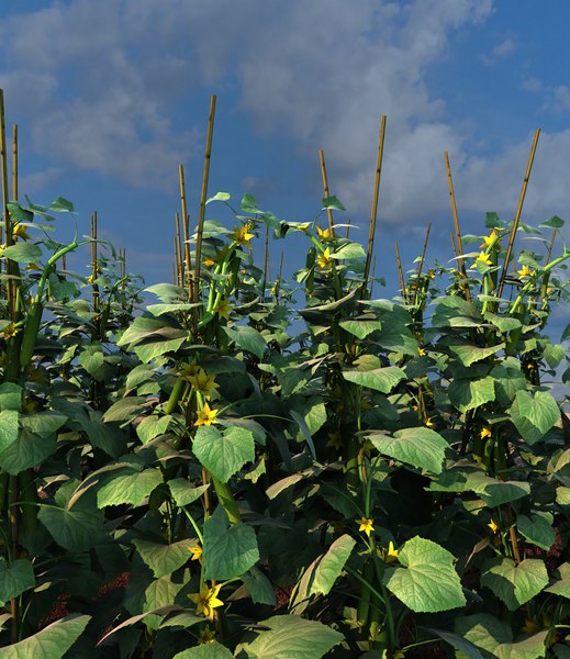 cucumber vegetable plant crops 3d model