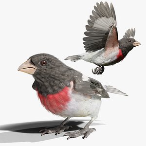Rose Breasted Grosbeak - BLENDER Rigged and Animated