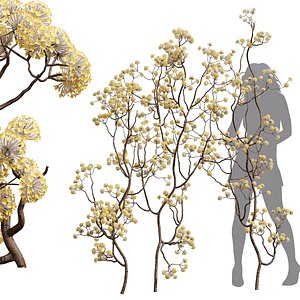 New Plant High detail Edgeworthia Chrysantha Paperbush Tree 3D model