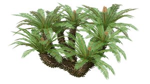 cycad tree
