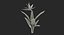 Flowering Plants Collection 8