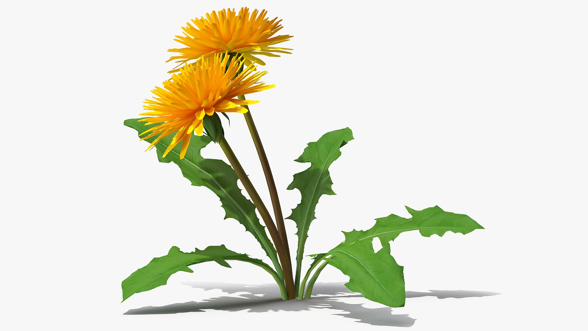 Flowering Plants Collection 8 3D model https://p.turbosquid.com/ts-thumb/gE/wZRk7u/0F/floweringplantscollection8mb3dmodel100/jpg/1657823052/1920x1080/fit_q87/e4c825d50cd54e54f23b264ad4f24d5c33cba641/floweringplantscollection8mb3dmodel100.jpg