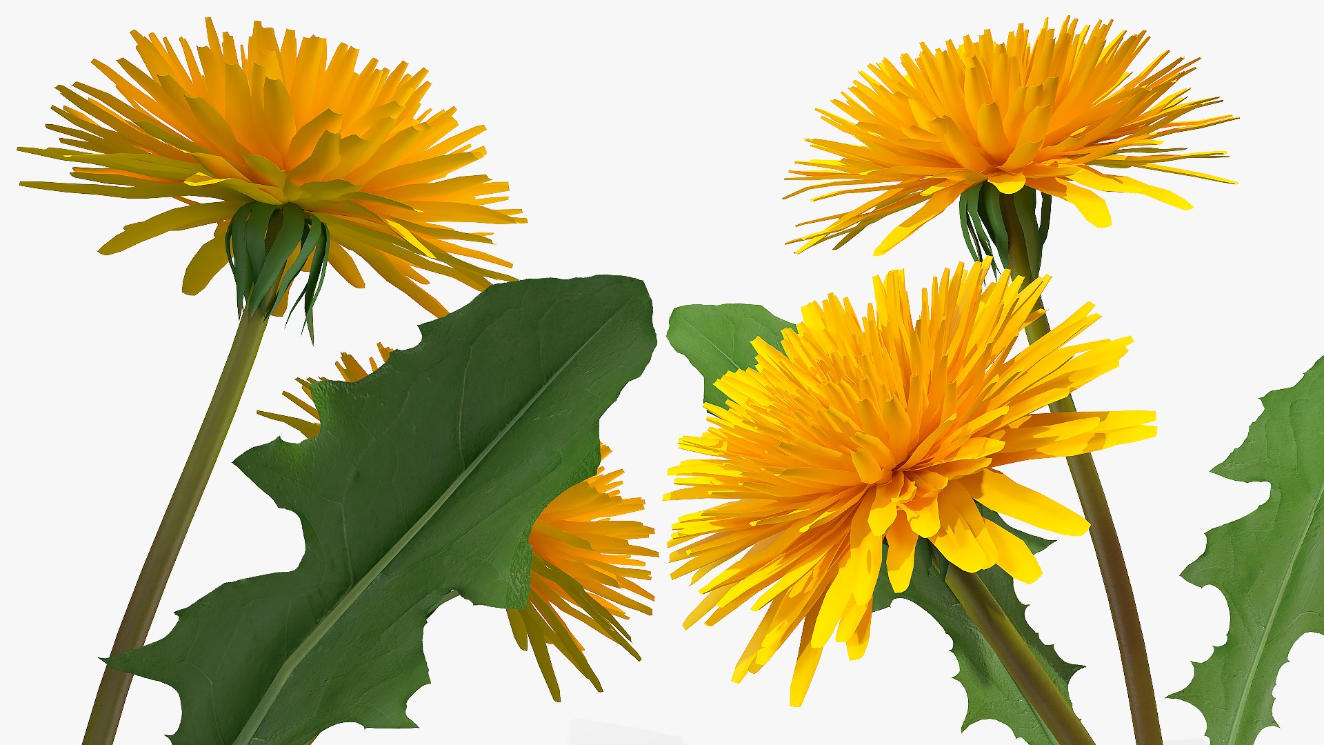 Flowering Plants Collection 8 3D model https://p.turbosquid.com/ts-thumb/gE/wZRk7u/3F/floweringplantscollection8mb3dmodel106/jpg/1657823074/1920x1080/fit_q87/606e7cfcc44da2d635f0eb5f80b92478ae6d4603/floweringplantscollection8mb3dmodel106.jpg