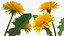 Flowering Plants Collection 8