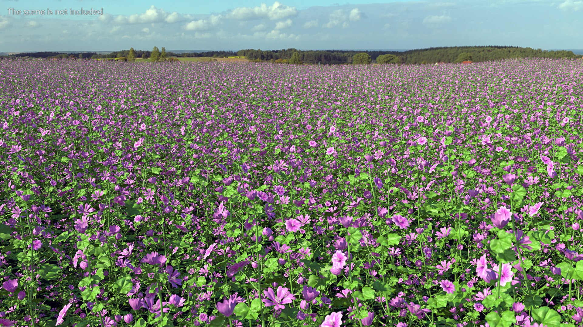 Flowering Plants Collection 8 3D model https://p.turbosquid.com/ts-thumb/gE/wZRk7u/5M/floweringplantscollection8mb3dmodel062/jpg/1657822907/1920x1080/fit_q87/446b5280d16755a473c5a290f2835877f5f919c8/floweringplantscollection8mb3dmodel062.jpg