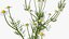 Flowering Plants Collection 8