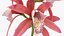 Flowering Plants Collection 8