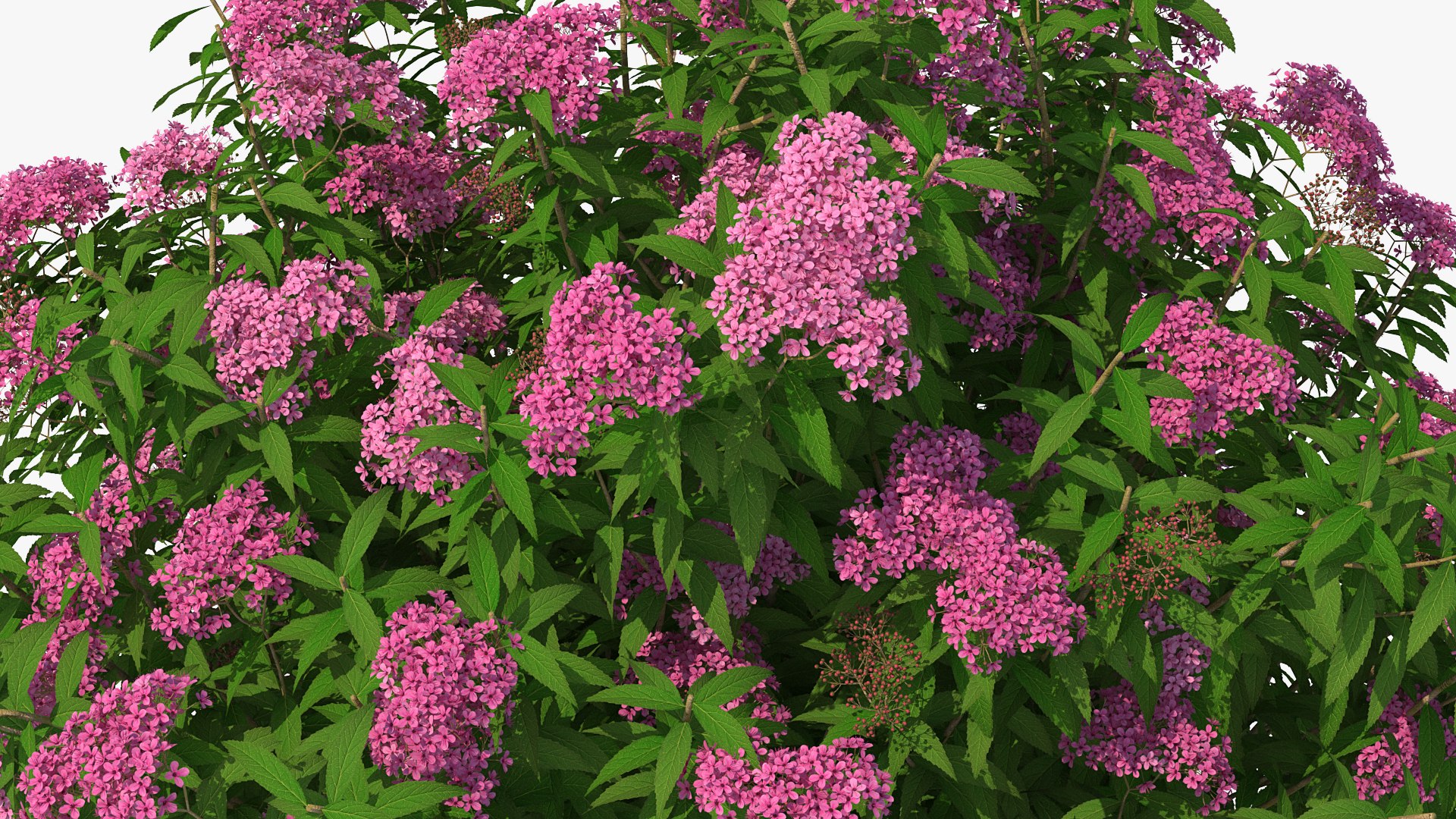 Flowering Plants Collection 8 3D model https://p.turbosquid.com/ts-thumb/gE/wZRk7u/B6/floweringplantscollection8mb3dmodel059/jpg/1657822895/1920x1080/fit_q87/96415824454a256aeb34e8f83dadb10bdfe519c7/floweringplantscollection8mb3dmodel059.jpg