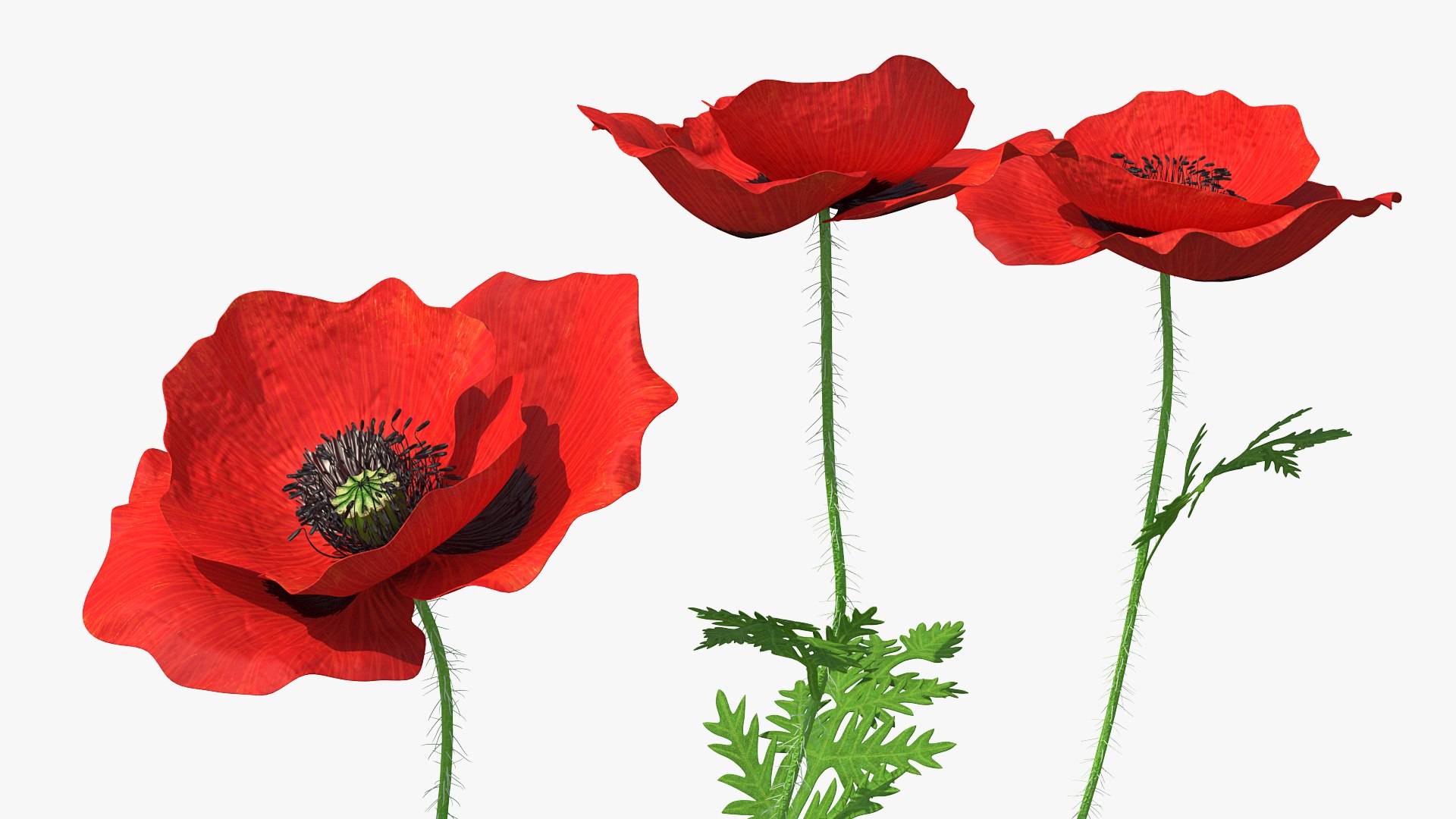 Flowering Plants Collection 8 3D model https://p.turbosquid.com/ts-thumb/gE/wZRk7u/C3/floweringplantscollection8mb3dmodel088/jpg/1657823006/1920x1080/fit_q87/afd3033a6a040a90c9bae22745c9bed7533f5e8d/floweringplantscollection8mb3dmodel088.jpg