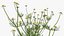 Flowering Plants Collection 8