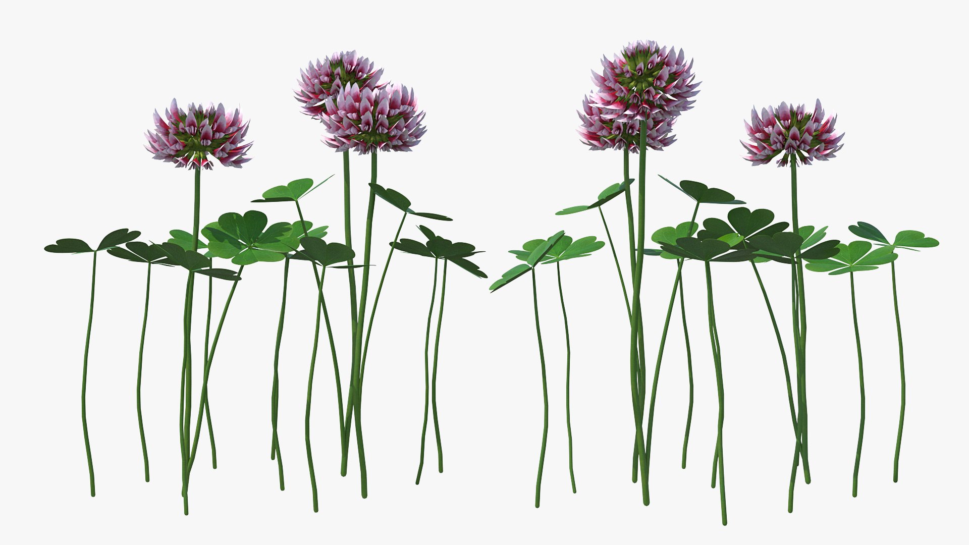 Flowering Plants Collection 8 3D model https://p.turbosquid.com/ts-thumb/gE/wZRk7u/Iv/floweringplantscollection8mb3dmodel015/jpg/1657822739/1920x1080/fit_q87/082cad94ee6e7003807b9df372bbcd6501f3cbc1/floweringplantscollection8mb3dmodel015.jpg
