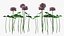 Flowering Plants Collection 8