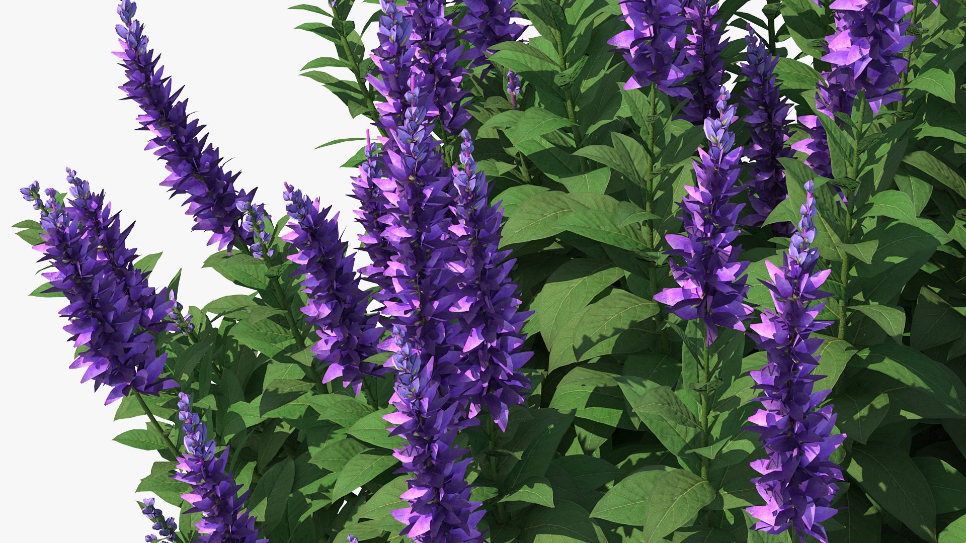Flowering Plants Collection 8 3D model https://p.turbosquid.com/ts-thumb/gE/wZRk7u/Kg/floweringplantscollection8mb3dmodel009/jpg/1657822715/1920x1080/fit_q87/d13447e0838fdfc527fbec80382f9410f160b106/floweringplantscollection8mb3dmodel009.jpg