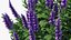 Flowering Plants Collection 8