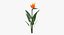 Flowering Plants Collection 8