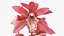 Flowering Plants Collection 8