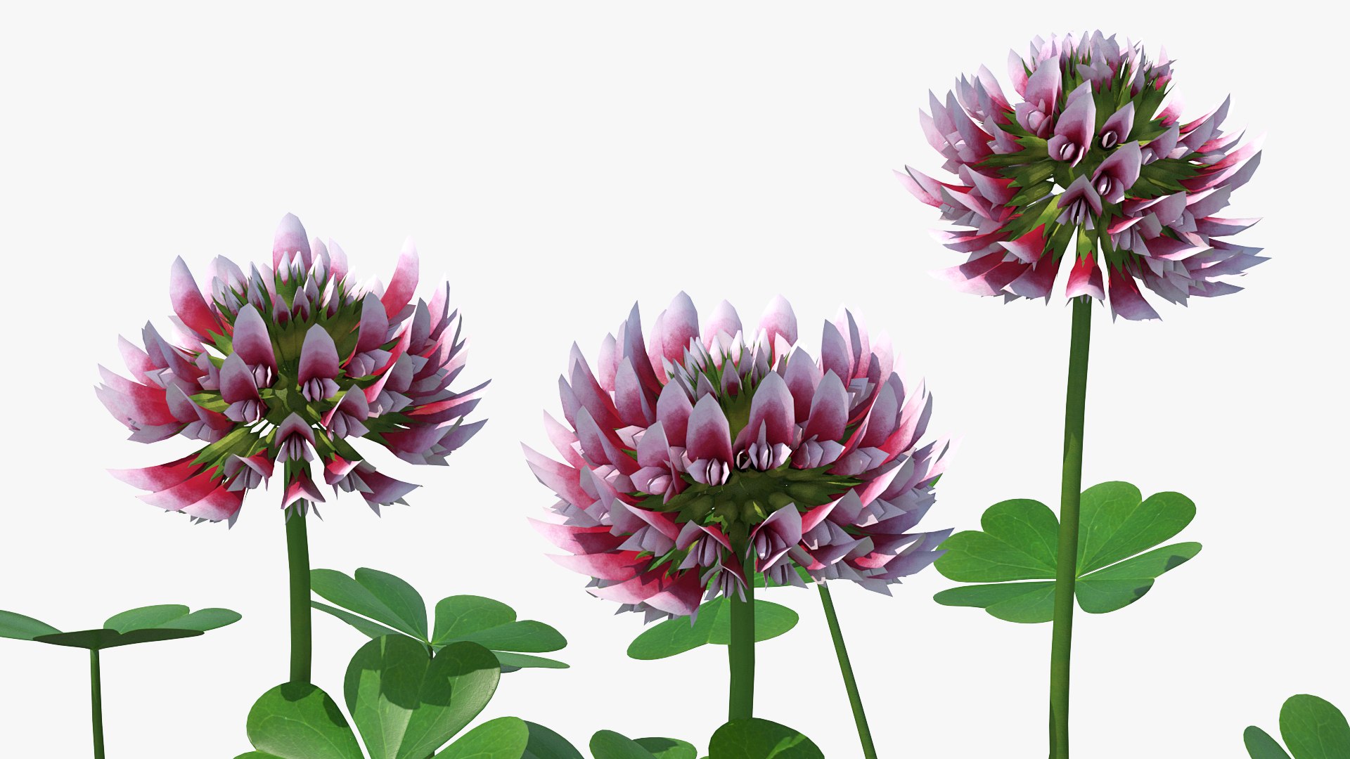 Flowering Plants Collection 8 3D model https://p.turbosquid.com/ts-thumb/gE/wZRk7u/OQ/floweringplantscollection8mb3dmodel017/jpg/1657822747/1920x1080/fit_q87/1ce30dc7e2da5ae59bad4dac740413350f0ffe6f/floweringplantscollection8mb3dmodel017.jpg