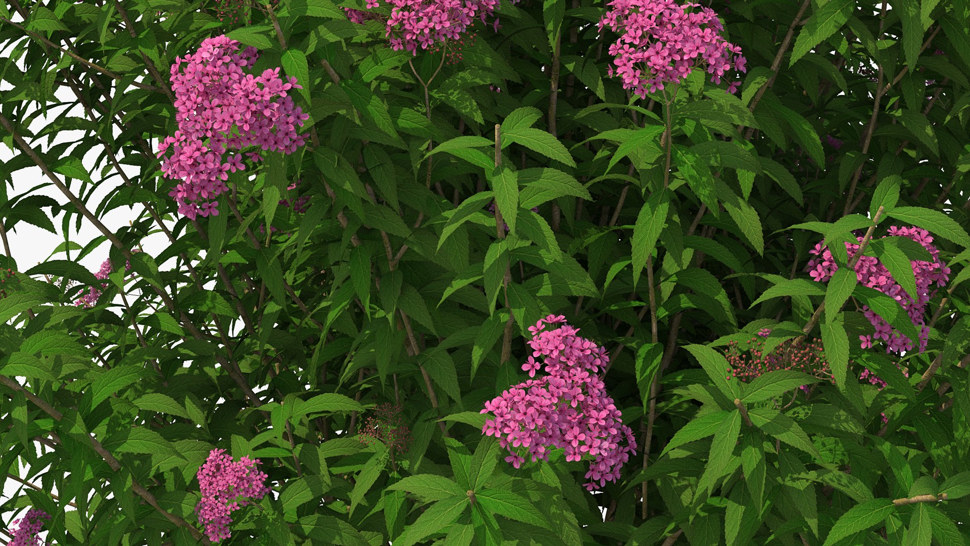 Flowering Plants Collection 8 3D model https://p.turbosquid.com/ts-thumb/gE/wZRk7u/Pz/floweringplantscollection8mb3dmodel060/jpg/1657822899/1920x1080/fit_q87/ba3a88b7ec26434c8561d1eb6a616bc20e01e4bb/floweringplantscollection8mb3dmodel060.jpg