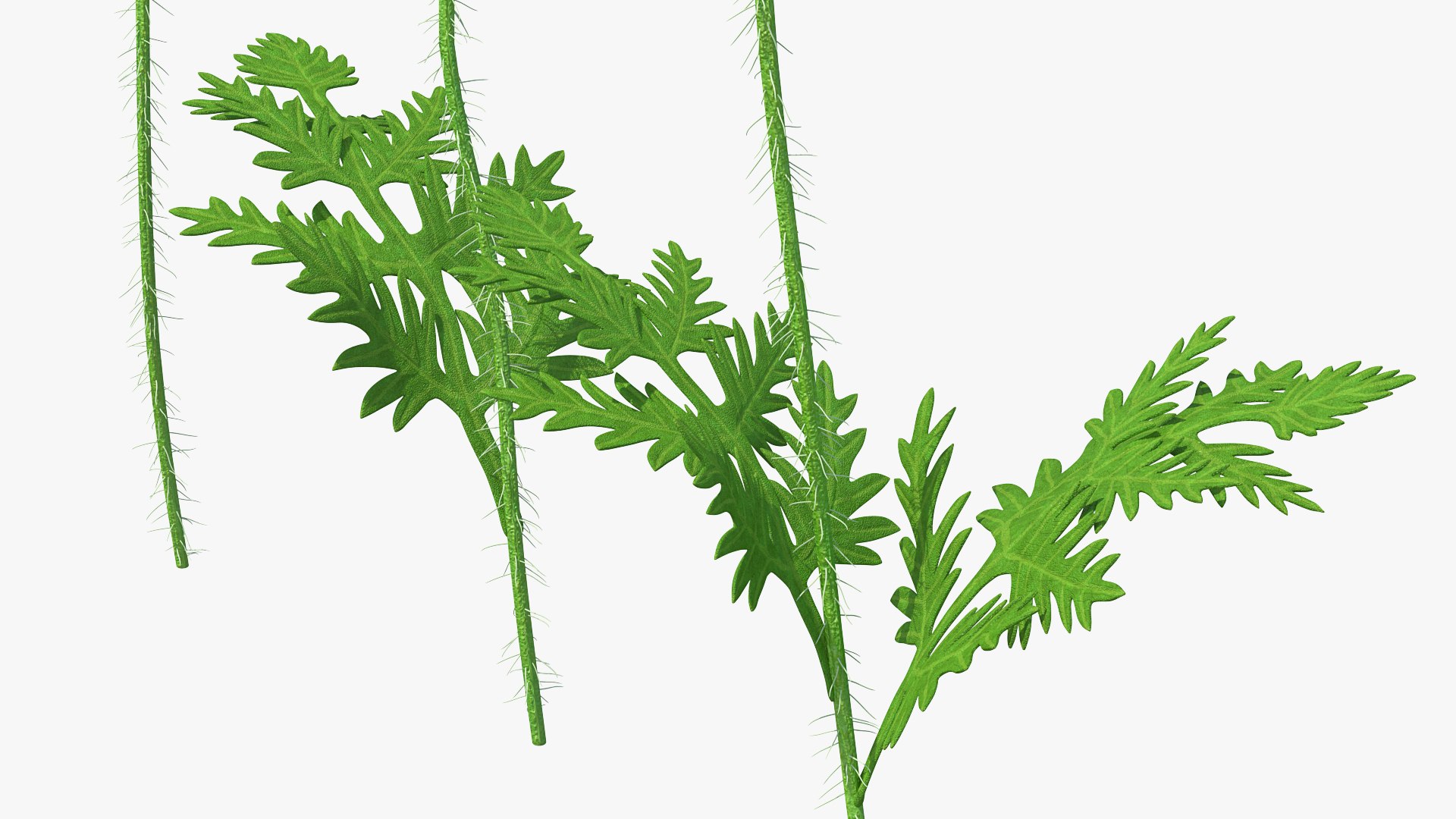 Flowering Plants Collection 8 3D model https://p.turbosquid.com/ts-thumb/gE/wZRk7u/QF/floweringplantscollection8mb3dmodel089/jpg/1657823009/1920x1080/fit_q87/dce8cdf1fcead8e255a6acf45c7ad329a9c9a256/floweringplantscollection8mb3dmodel089.jpg