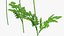 Flowering Plants Collection 8