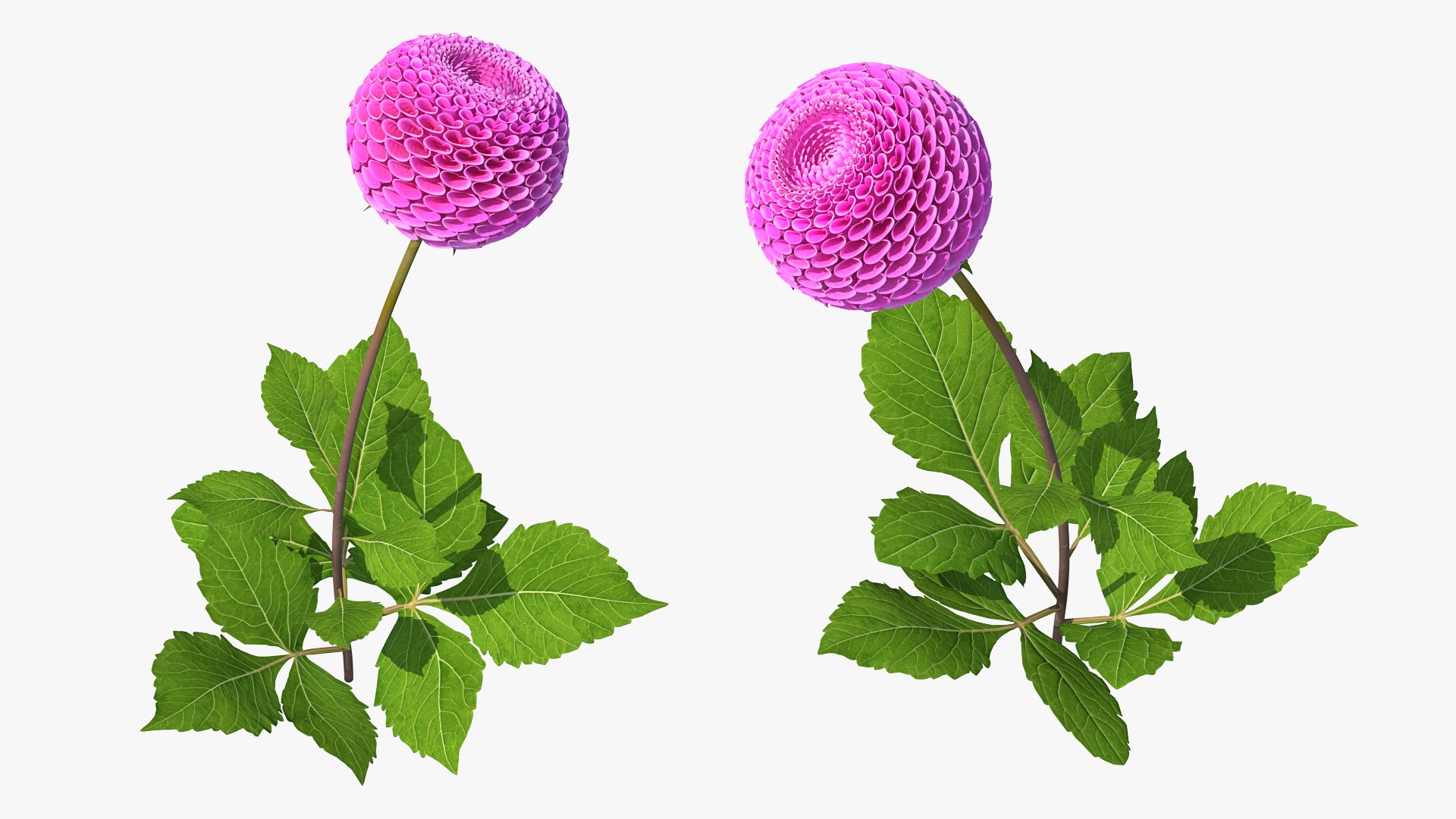 Flowering Plants Collection 8 3D model https://p.turbosquid.com/ts-thumb/gE/wZRk7u/TO/floweringplantscollection8mb3dmodel044/jpg/1657822839/1920x1080/fit_q87/d733e04b1f1b60da7a7a06f64288fbf667250507/floweringplantscollection8mb3dmodel044.jpg