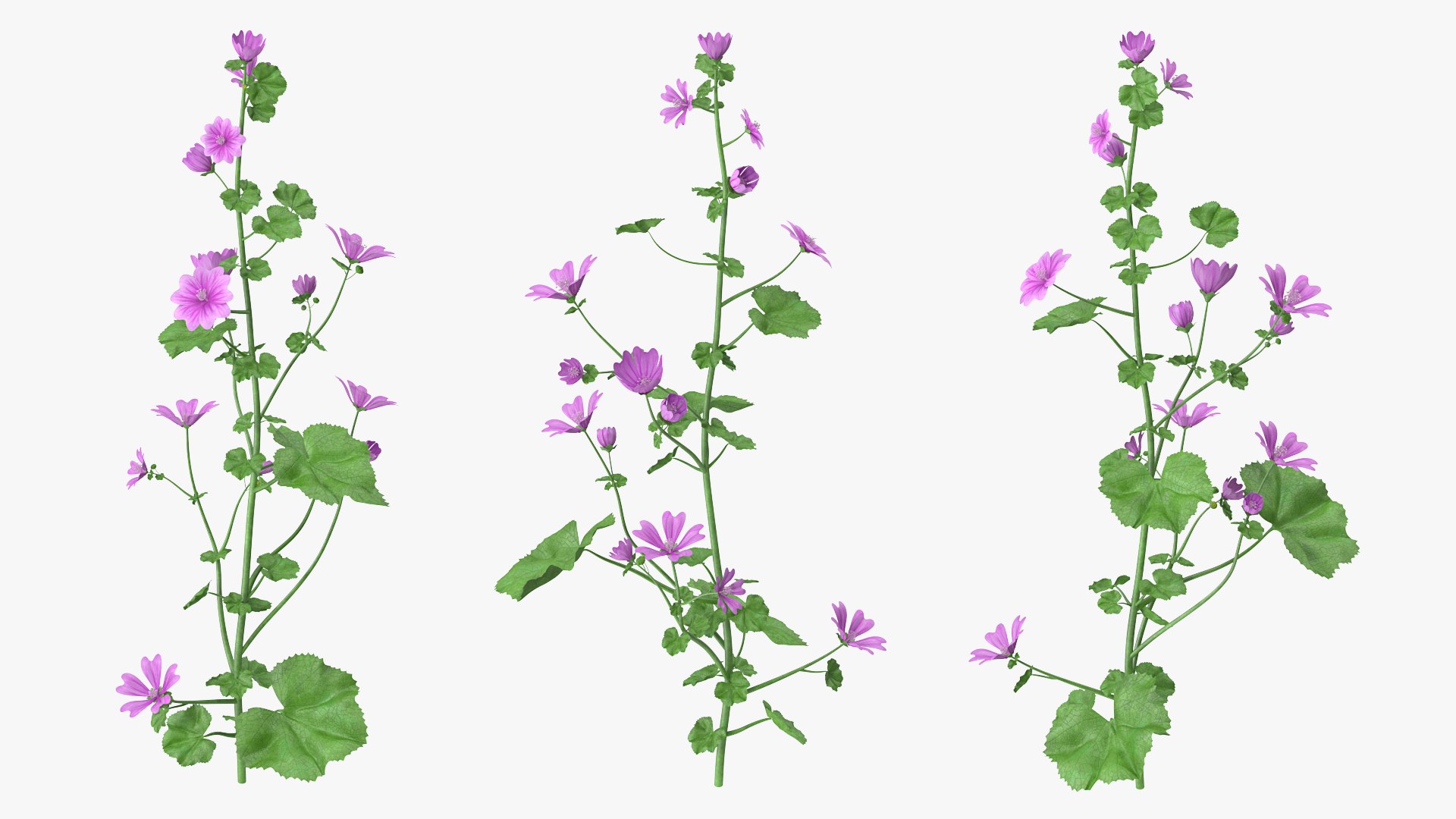 Flowering Plants Collection 8 3D model https://p.turbosquid.com/ts-thumb/gE/wZRk7u/W8/floweringplantscollection8mb3dmodel061/jpg/1657822903/1920x1080/fit_q87/c568fe60ad73620c7bb0b18e0c5b52a9e8c3330e/floweringplantscollection8mb3dmodel061.jpg