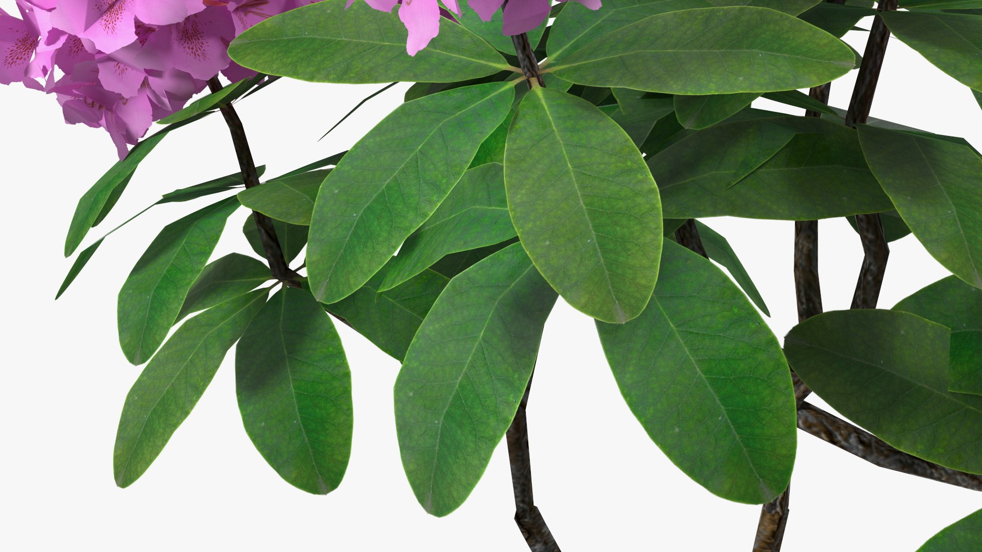 Flowering Plants Collection 8 3D model https://p.turbosquid.com/ts-thumb/gE/wZRk7u/WH/floweringplantscollection8mb3dmodel031/jpg/1657822794/1920x1080/fit_q87/cdec911769531e5d09b7b8e8183d2b8a50792cdb/floweringplantscollection8mb3dmodel031.jpg