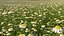 Flowering Plants Collection 8