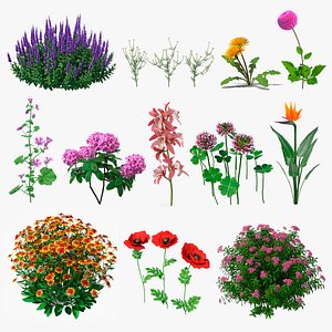 Flowering Plants Collection 8 3D model