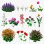 Flowering Plants Collection 8