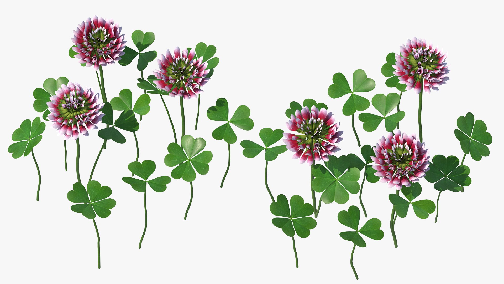 Flowering Plants Collection 8 3D model https://p.turbosquid.com/ts-thumb/gE/wZRk7u/Zh/floweringplantscollection8mb3dmodel010/jpg/1657822718/1920x1080/fit_q87/25125a6fbefe4f128e73475a4ad2973e53491c71/floweringplantscollection8mb3dmodel010.jpg