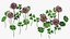 Flowering Plants Collection 8