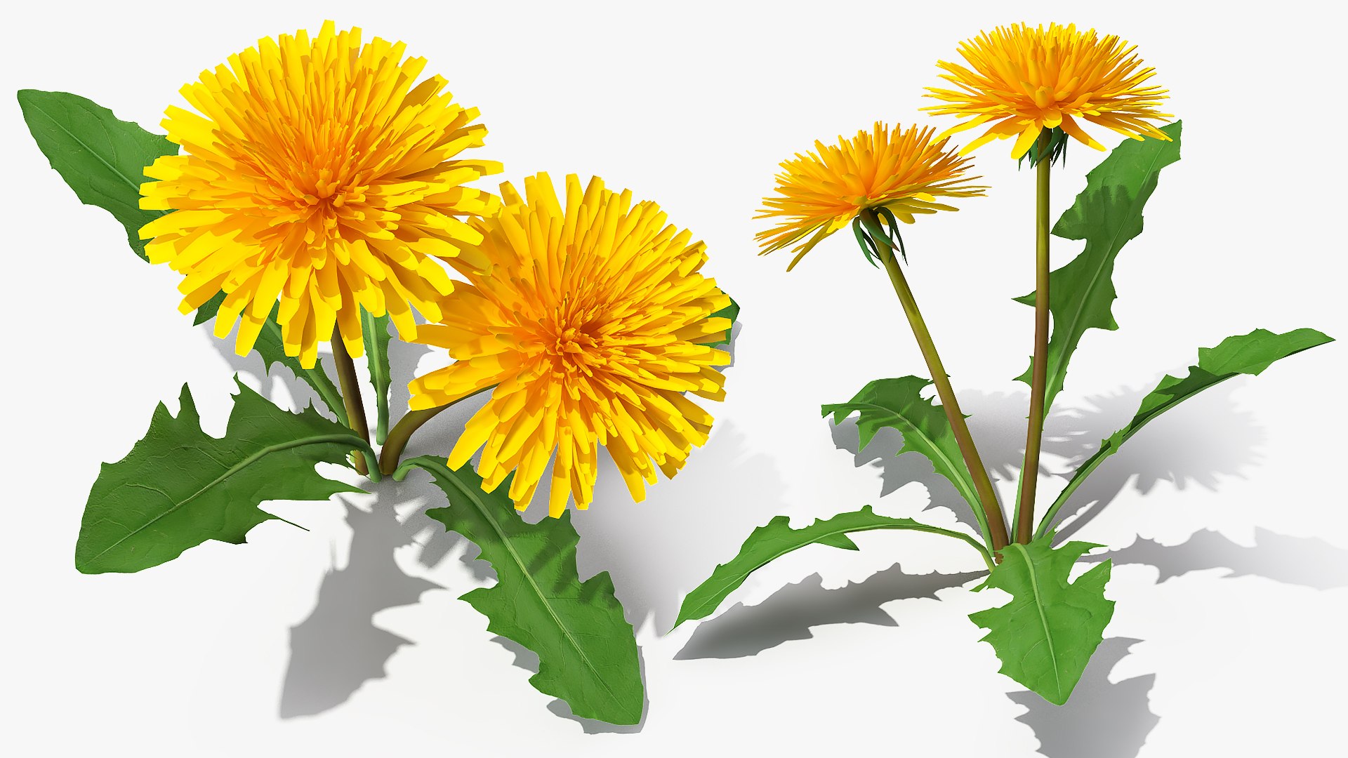 Flowering Plants Collection 8 3D model https://p.turbosquid.com/ts-thumb/gE/wZRk7u/b3/floweringplantscollection8mb3dmodel105/jpg/1657823070/1920x1080/fit_q87/1bf4452b7c4ec942395f34da2baf2acea61a7227/floweringplantscollection8mb3dmodel105.jpg