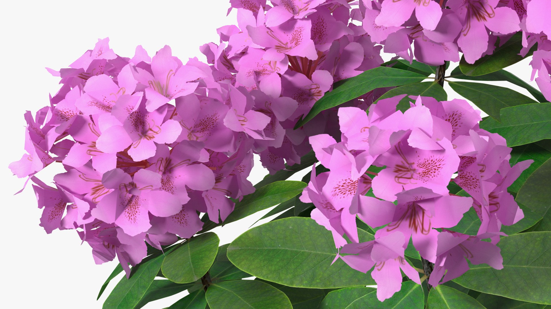 Flowering Plants Collection 8 3D model https://p.turbosquid.com/ts-thumb/gE/wZRk7u/g8/floweringplantscollection8mb3dmodel028/jpg/1657822783/1920x1080/fit_q87/14ee567e3e199ea34fa2a38270784e7dcc3b37c3/floweringplantscollection8mb3dmodel028.jpg