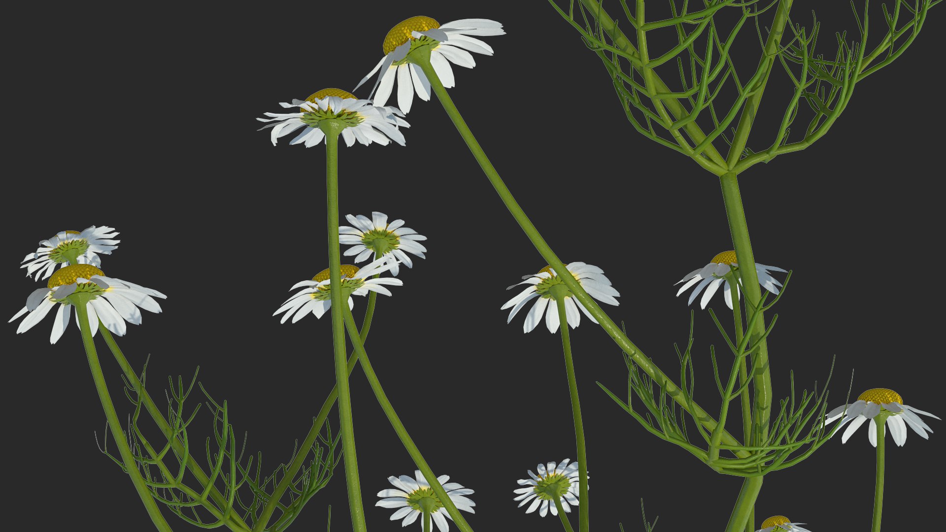 Flowering Plants Collection 8 3D model https://p.turbosquid.com/ts-thumb/gE/wZRk7u/jY/floweringplantscollection8mb3dmodel072/jpg/1657822944/1920x1080/fit_q87/f7b7194d5d4d4631dab8bda11830aa069eef5edc/floweringplantscollection8mb3dmodel072.jpg