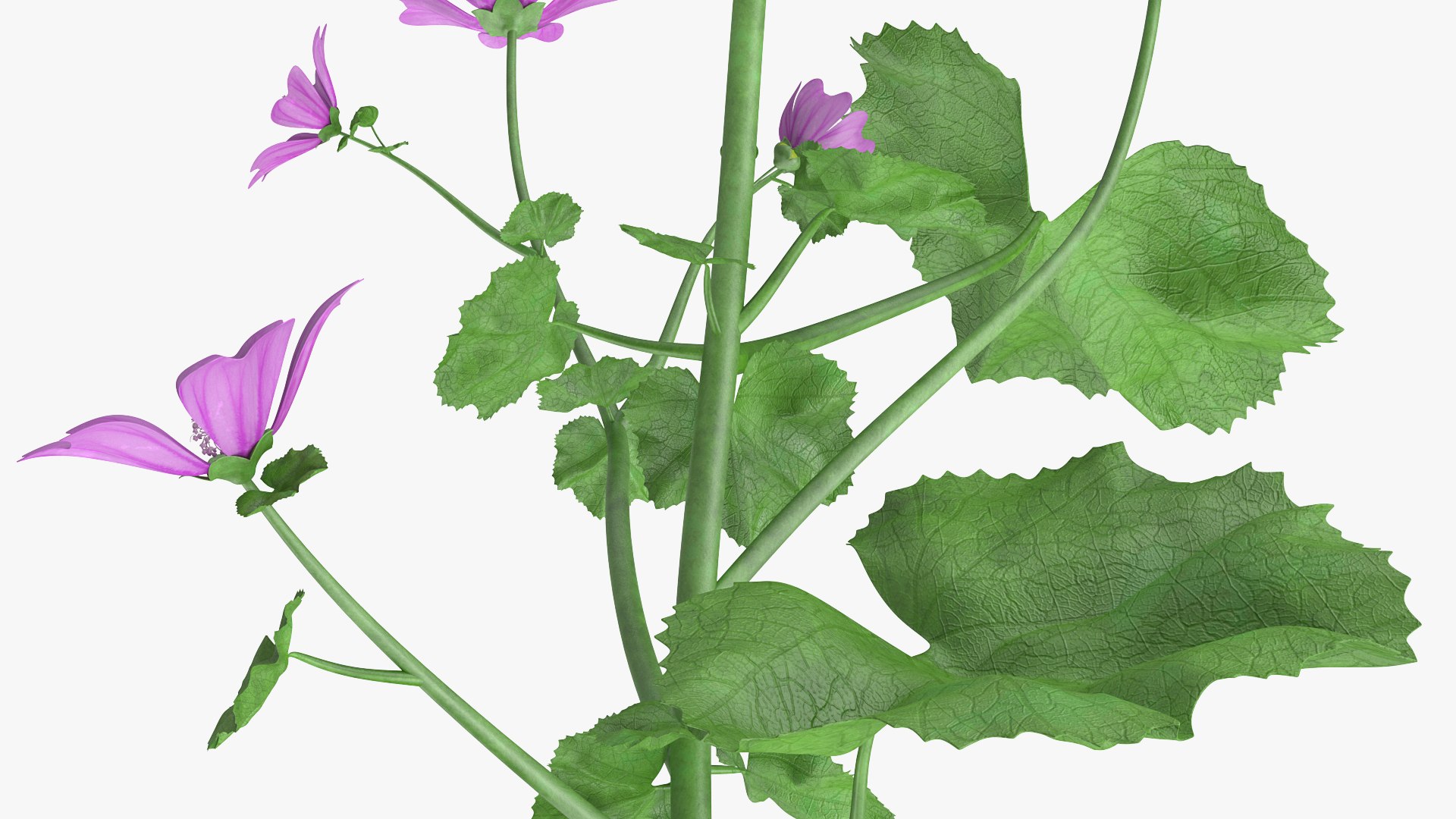 Flowering Plants Collection 8 3D model https://p.turbosquid.com/ts-thumb/gE/wZRk7u/ln/floweringplantscollection8mb3dmodel068/jpg/1657822928/1920x1080/fit_q87/d2fac8a150ca0b9b362dd21fa5c4ab796d0eed34/floweringplantscollection8mb3dmodel068.jpg