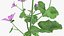 Flowering Plants Collection 8