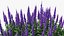 Flowering Plants Collection 8